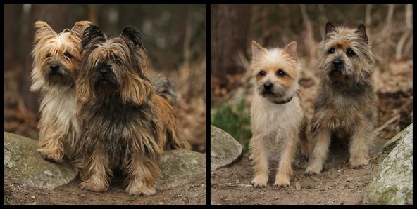 Cairnterriers, före och efter trimning på mitt hundtrim. 