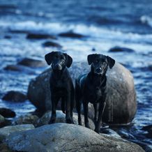 Labradorer, fotograferade av Sanna Sander.