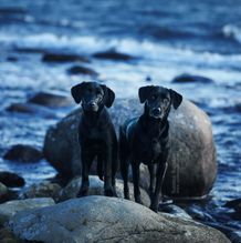 Labradorer, fotograferade av Sanna Sander.