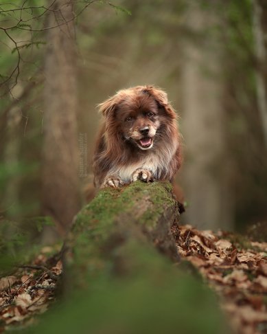 Snart är vintern över för denna gång! Kanske behöver din hund en klippning? Välkommen till mitt hundtrim i Blekinge. Fotograf: Sanna Sander